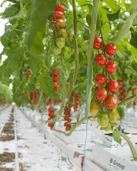 Rainbow Growers reduces GB carbon emissions while generating substantial revenue